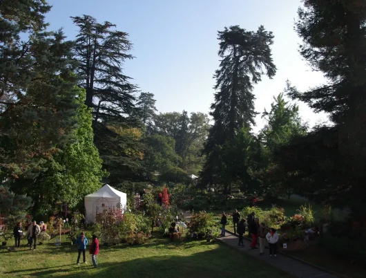 Visiteurs dans l'Arboretum, se promenant entre les grands arbres