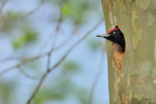 Tête d'un oiseau qui sort du trou d'un arbre