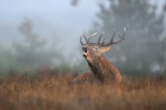 Cerf qui brame au milieu d'un champ