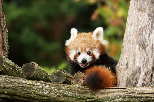 Bébé panda roux dans un arbre