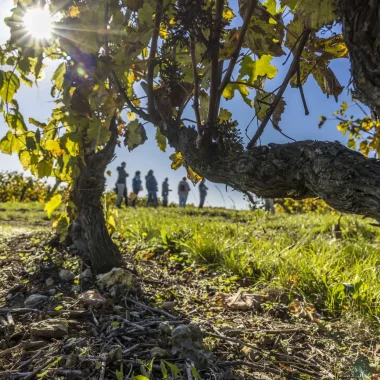 Groupe de personnes en rando dans les vignes avec Rendez-vous dans les vignes