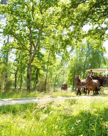 Balade en calèche dans une fôret