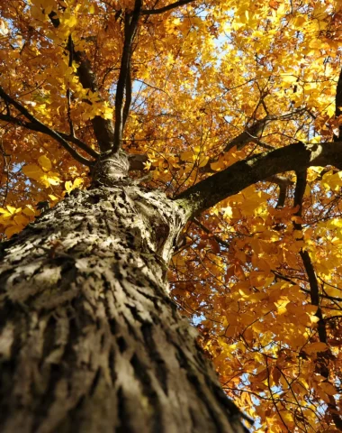 Les branches d'un grand arbre vue du dessous